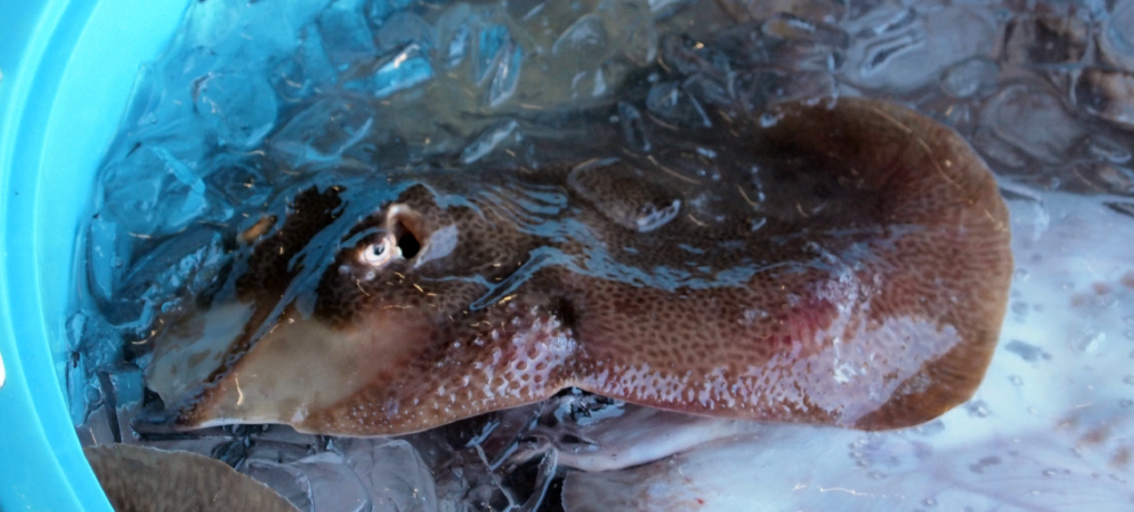 カスベとはどんな魚 | 基本情報とおすすめの食べ方を解説