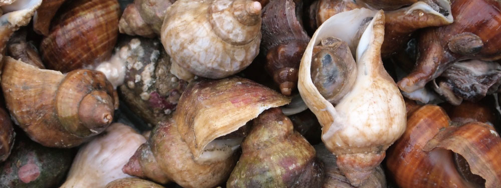 つぶ貝のさばき方・食べ方を魚屋が徹底解説｜毒の処理がポイント