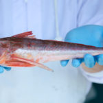 ホウボウの基本を魚屋が解説！特徴・旬・食べ方レシピ