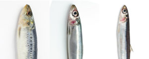 イワシの種類と見分け方！旬・食べ方を合わせて解説