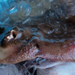 カスベの基本をプロが解説 | 特徴・雑学・食べ方レシピ