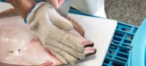 【刺身好き必見】活け締めすれば美味い！魚を変える先人達の知恵