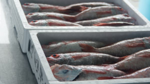 のどぐろ(アカムツ)の旬と食べ方