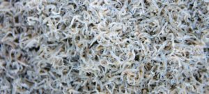 しらすの真実 | ちりめん・じゃこ・小女子・白魚の違い