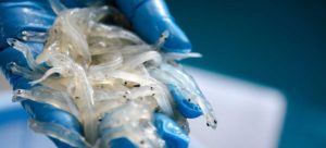 春を告げる白魚！旬・産地・食べ方を大公開｜刺身/卵とじ/天ぷら/寿司