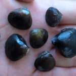 しじみの砂抜き・美味しい食べ方を解説！