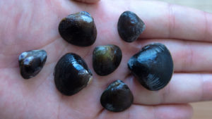 しじみの砂抜き・美味しい食べ方を解説！