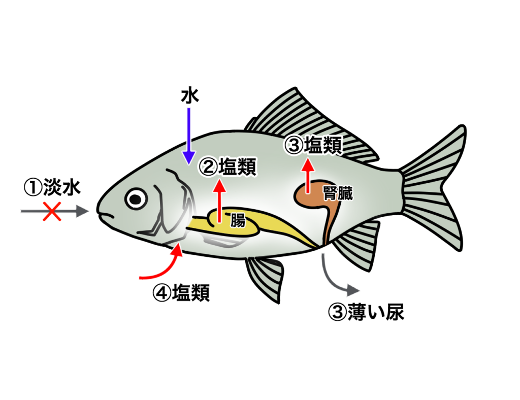 ソボクなギモン 淡水魚と海水魚の違いは 同じ水には棲めないの