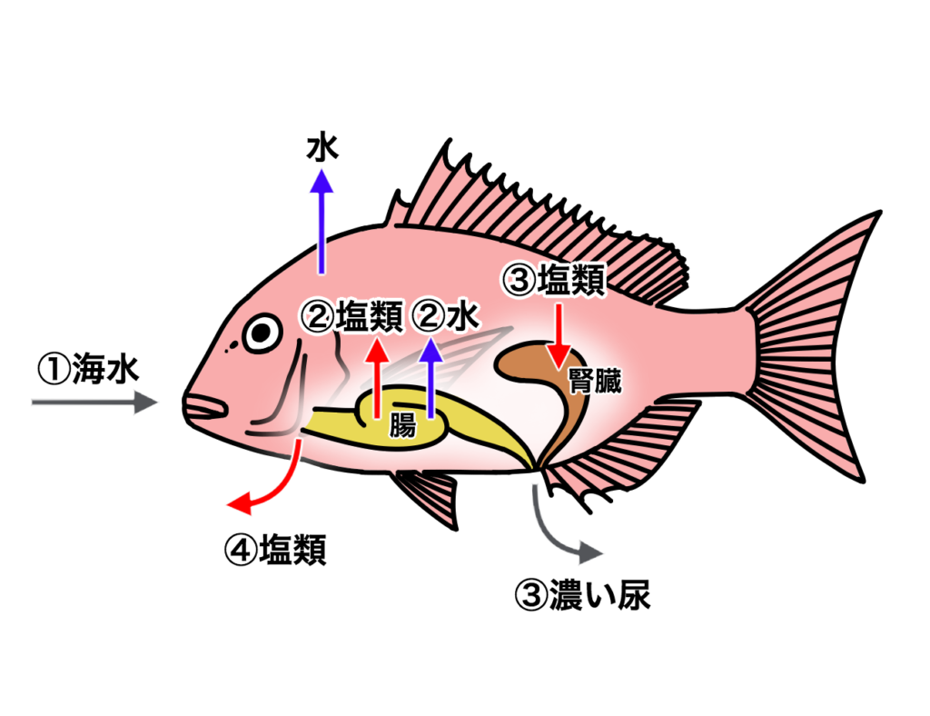 ソボクなギモン 淡水魚と海水魚の違いは 同じ水には棲めないの