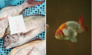 【ソボクなギモン】淡水魚と海水魚の違いは？同じ水には棲めないの？